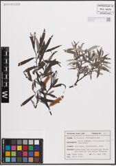 Foto von Salix eleagnos Scop.
